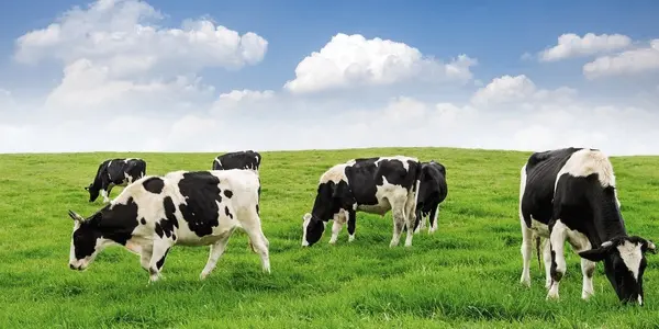 dairy shed thumbnail 600x360px
